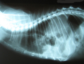 radiografia